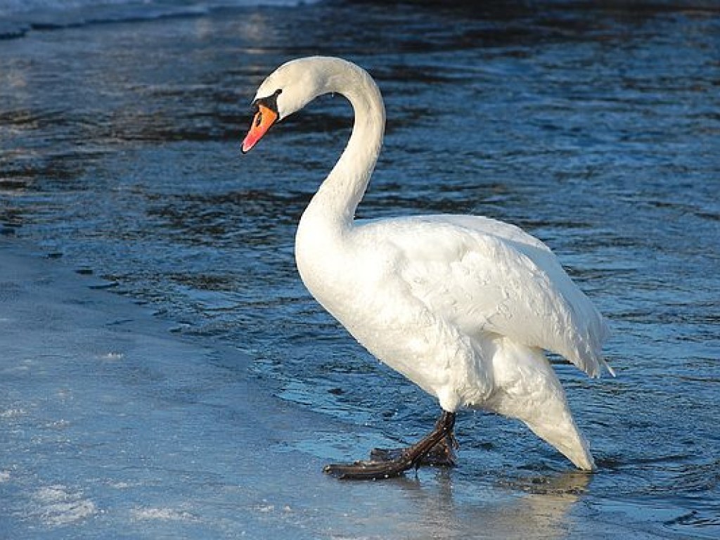На Николаевщине спасли лебедя, который лапами примерз ко льду на реке (ФОТО)
