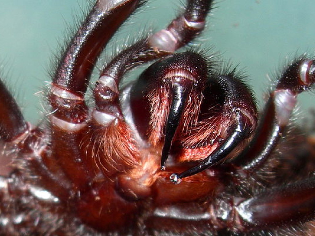 Зоологи показали рождение «семьи» опасных пауков (ВИДЕО)