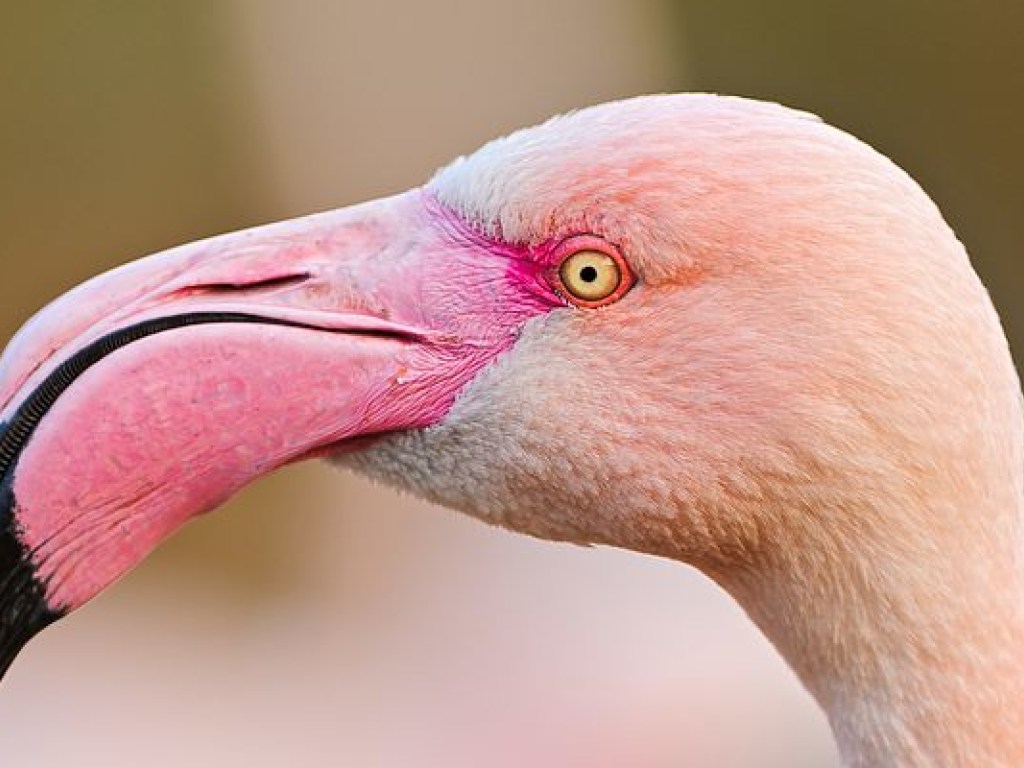 В Одесской области в «Тузловских лиманах» впервые посреди зимы появился фламинго (ФОТО)