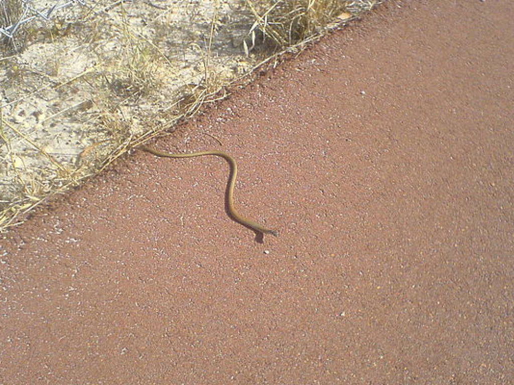 На австралийском побережье баклан безжалостно проглотил ядовитую змею (ВИДЕО)