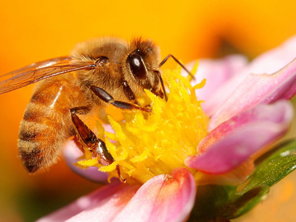 В США злоумышленники уничтожили 200 тысяч пчёл дизельным топливом