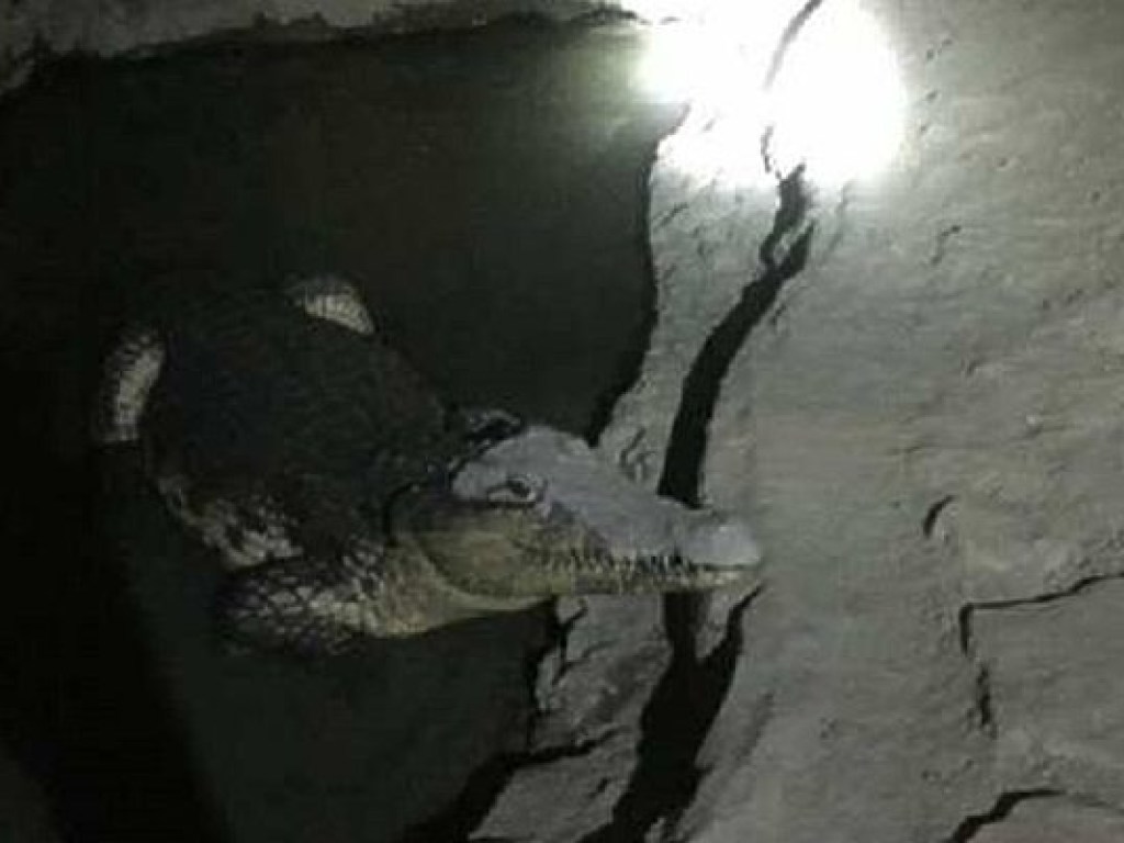 В Санкт-Петербурге крокодил охранял гранаты (ВИДЕО)