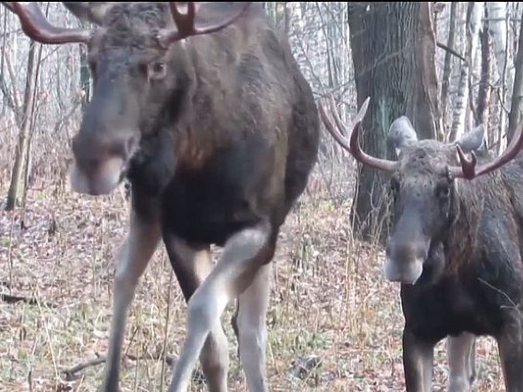 Под Киевом браконьеры застрелили беременную лосиху (ВИДЕО)