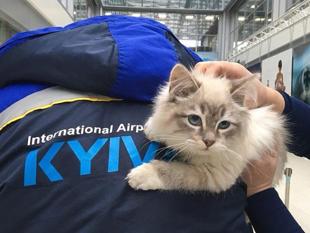 Незадачливая пассажирка авиарейса бросила голубоглазого кота в аэропорту «Жуляны» (ФОТО)