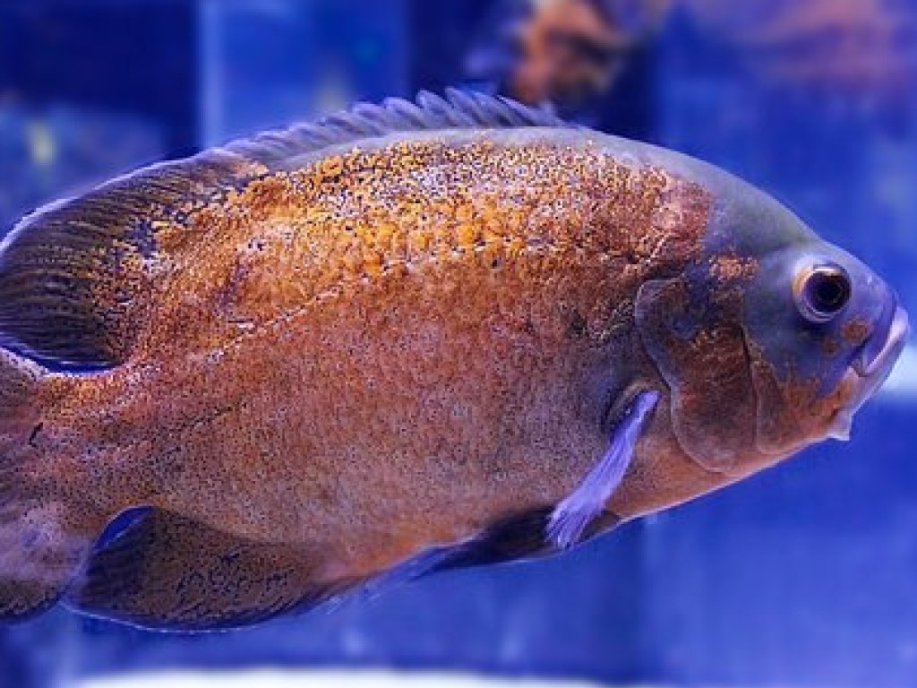 Внутри рыбы возле Коста-Рики обнаружены жуткие находки (ФОТО)