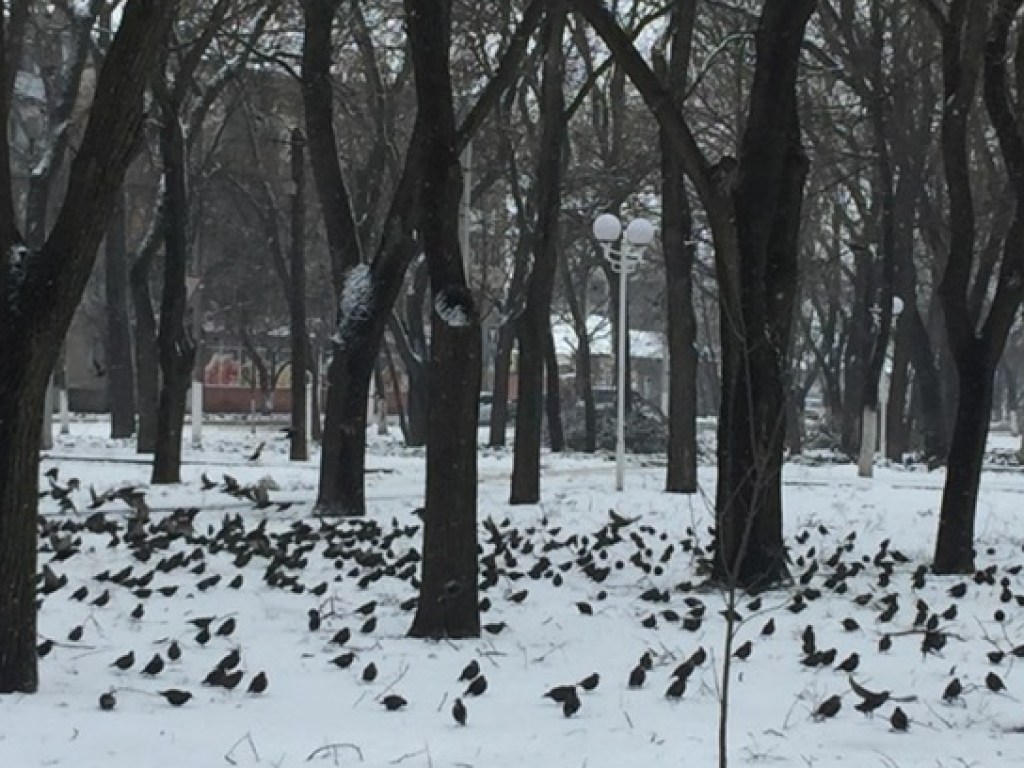 В Одесской области аномальное нашествие скворцов (ФОТО, ВИДЕО)
