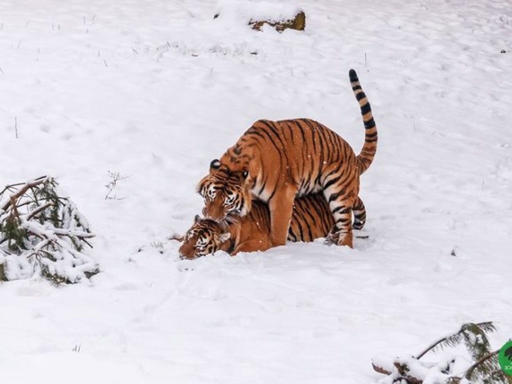 В Сети показали, как тигры зимуют на Волыни (ФОТО)