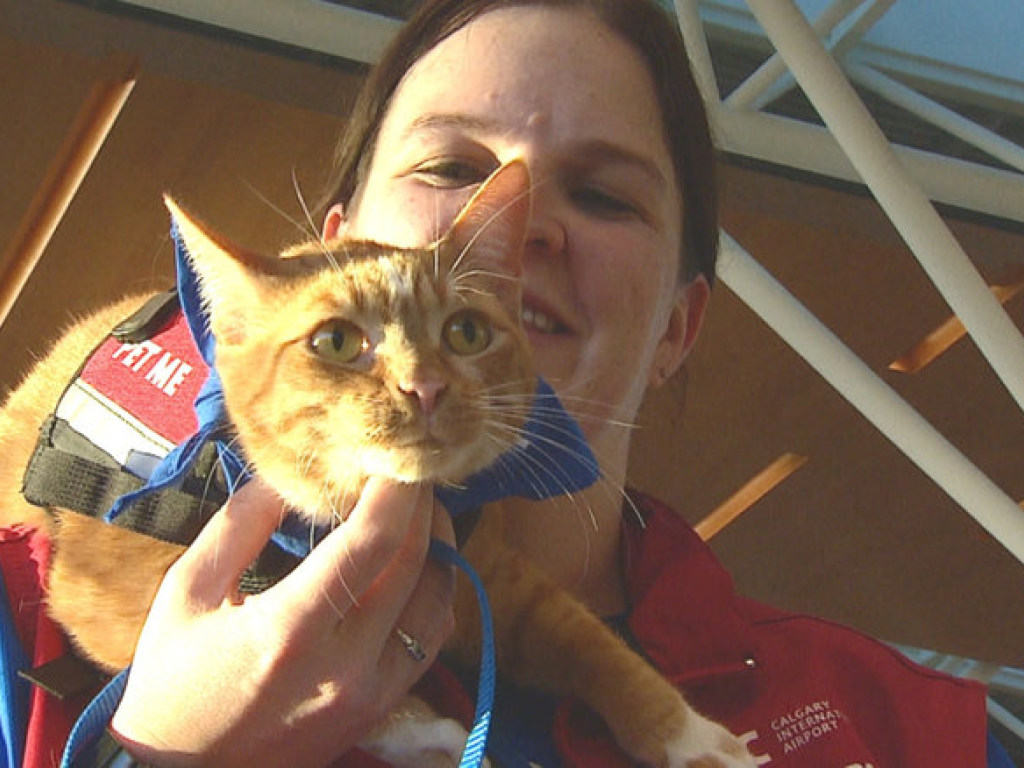 Канадский аэропорт нанял двоих котов для успокоения встревоженных пассажиров (ВИДЕО)