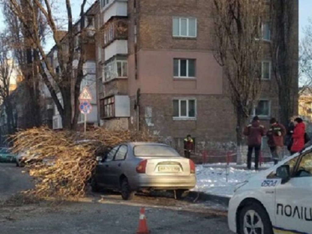 Тополь упал на припаркованные автомобили в Киеве (ФОТО)