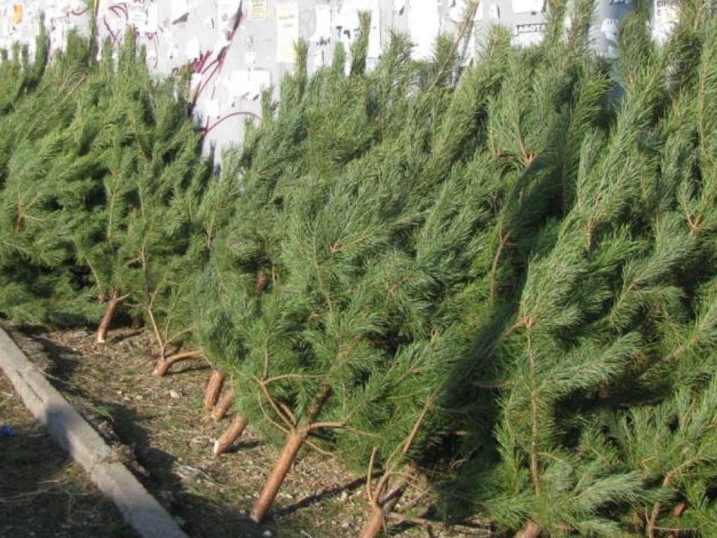 В Киеве обнаружили свалку новогодних елок (ФОТО)