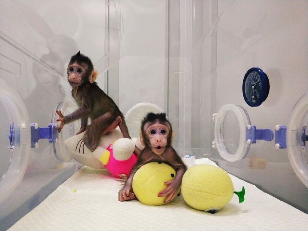 В Китае впервые смогли клонировать обезьян (ФОТО, ВИДЕО)