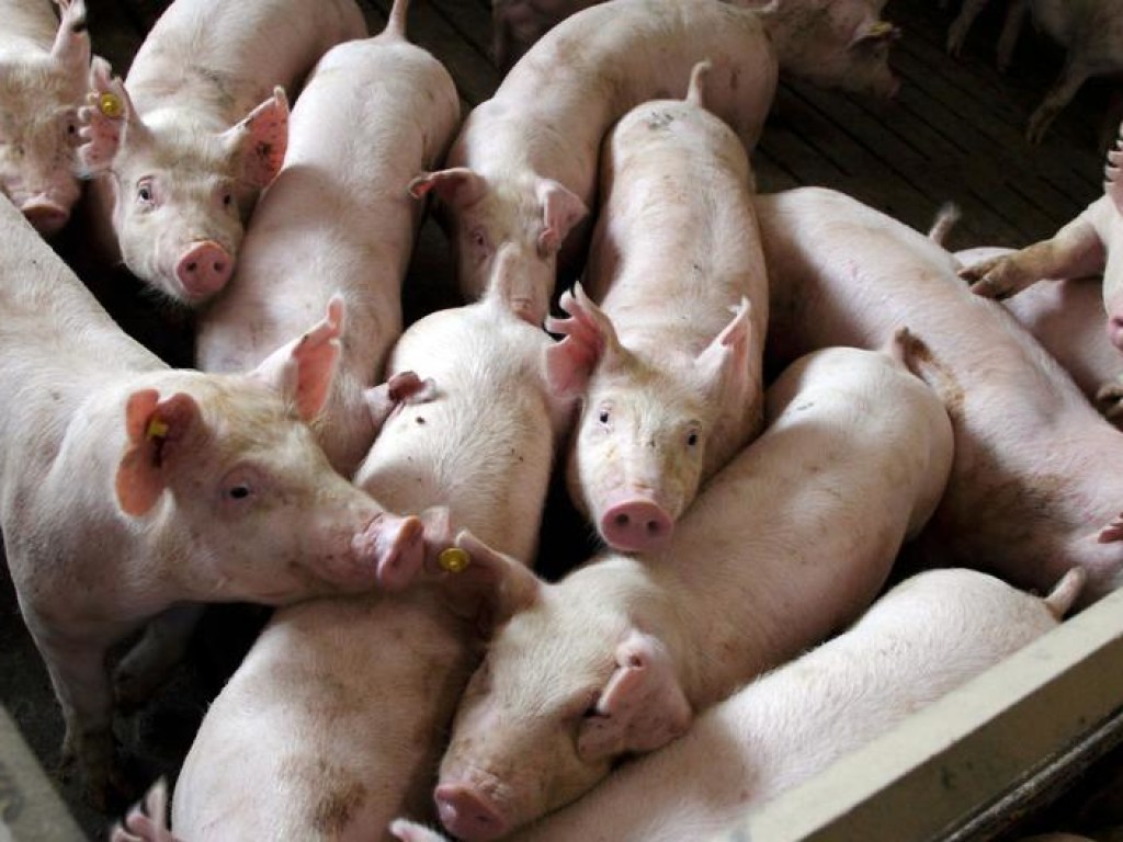 В Запорожье зафиксировали очередную вспышку чумы свиней
