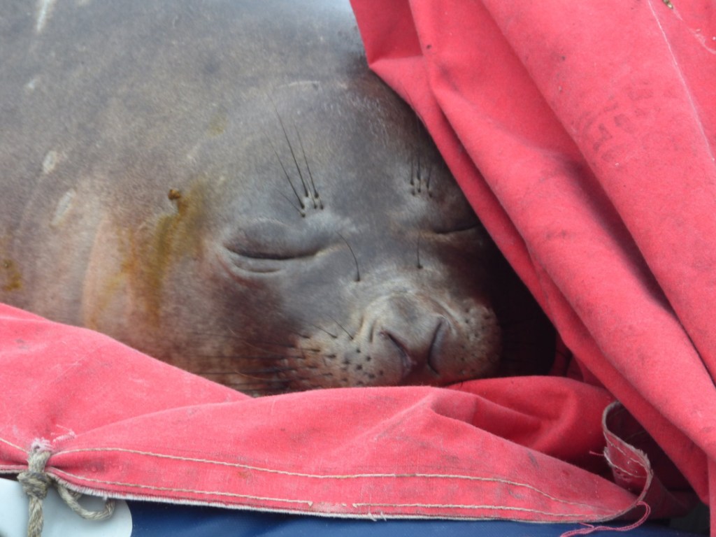 Морской слон погостил у украинских полярников и уснул в их лодке (ФОТО)