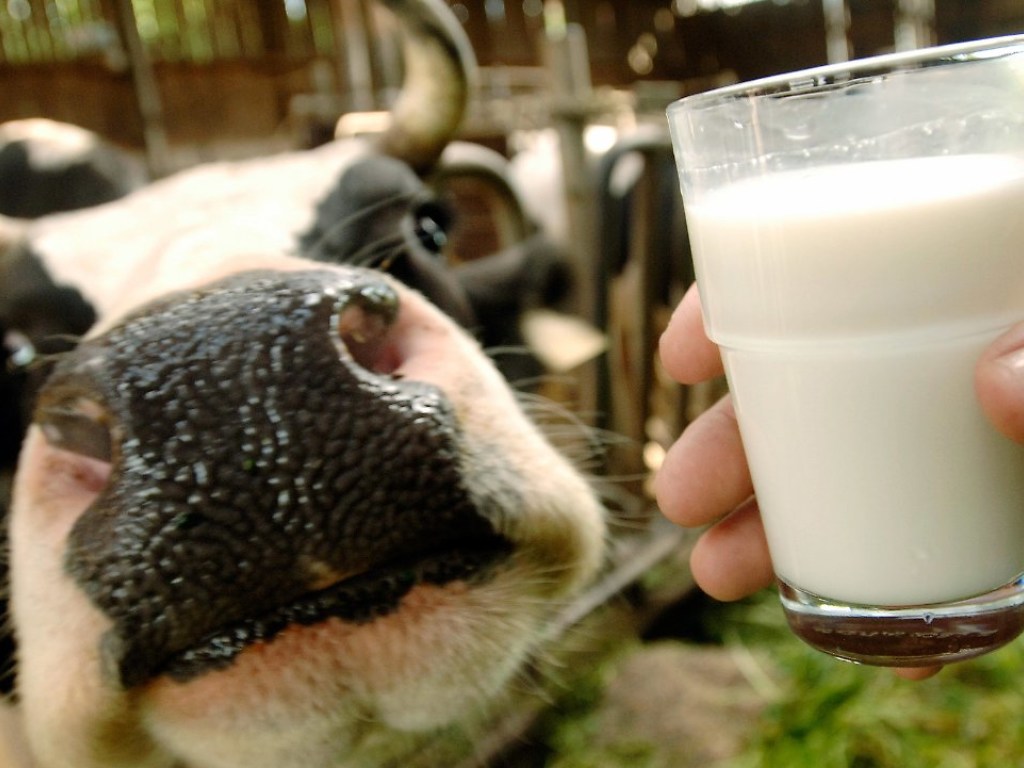 Закупка молока у населения будет продолжаться – Минагропрод