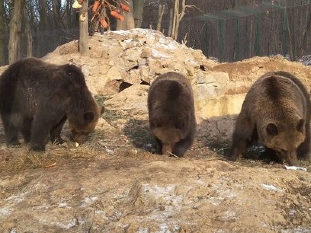 На Прикарпатье бурые медведи забыли о зимней спячке (ФОТО)