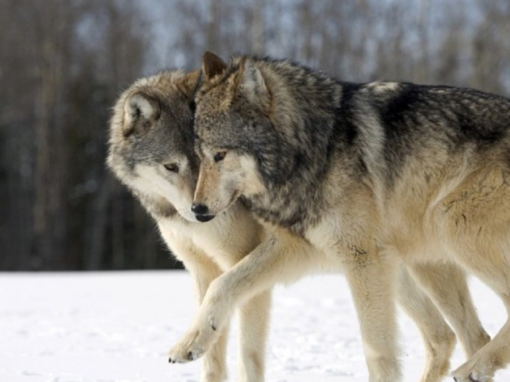 На Херсонщине устроили  загонную охоту на волков из-за участившихся случаев нападения на хозяйства