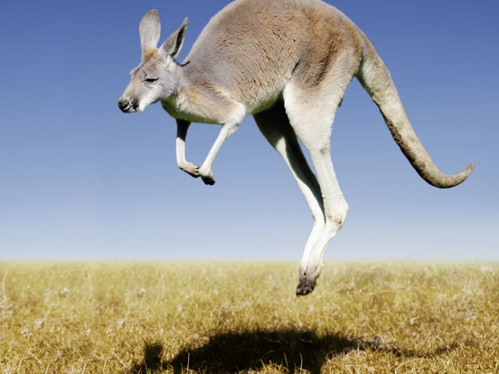 В Австралии кенгуру «положил на лопатки» велосипедистку