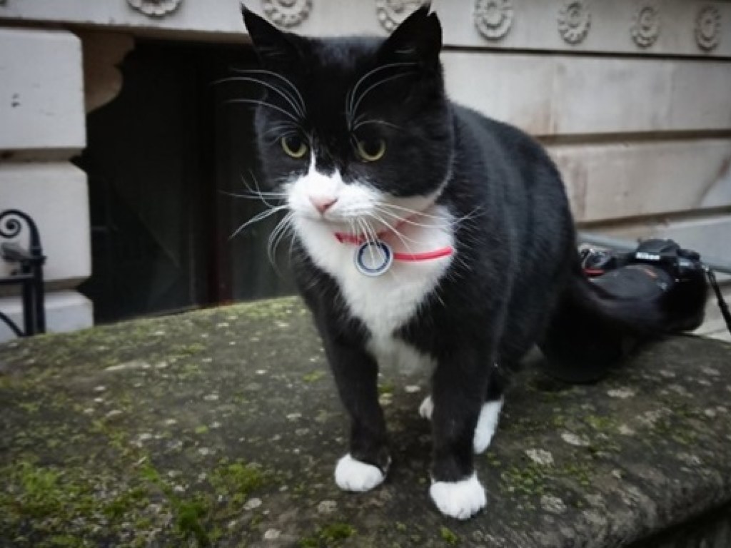 Служебного кота МИД Британии посадили на диету (ФОТО)