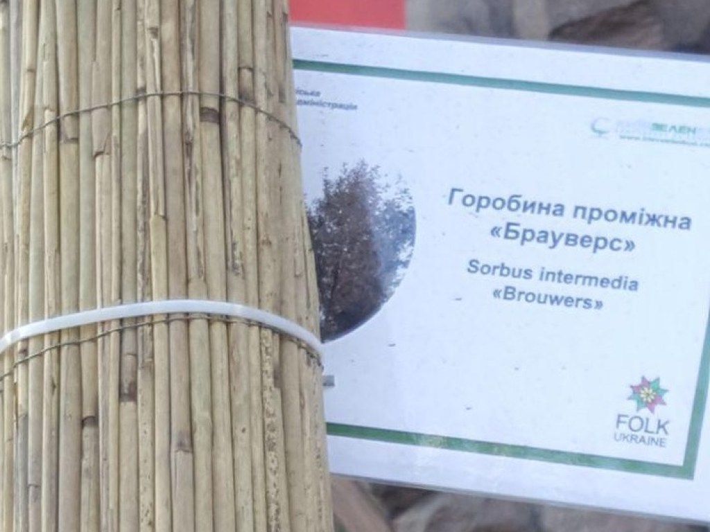 В центре Киева высадили экспериментальные деревья (ФОТО)