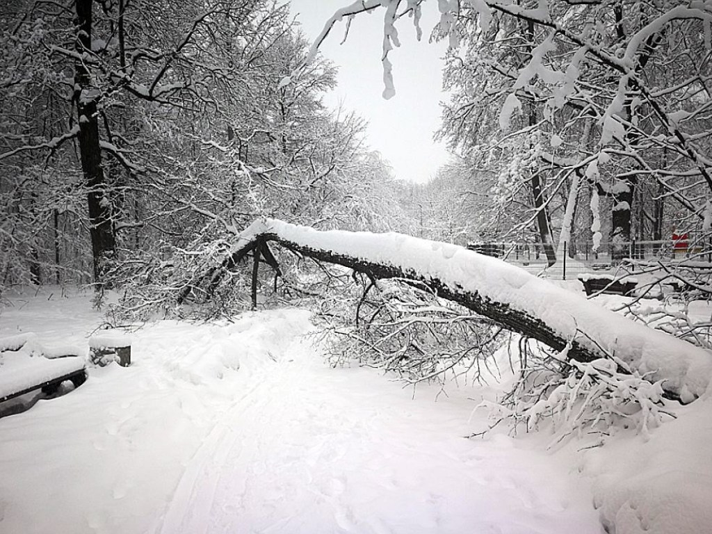 Во Львове массово падают деревья