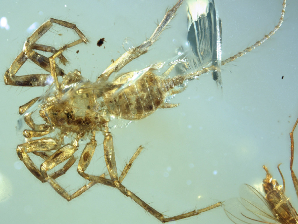 В янтаре нашли хвостатого паука, жившего 100 миллионов лет назад (ФОТО)