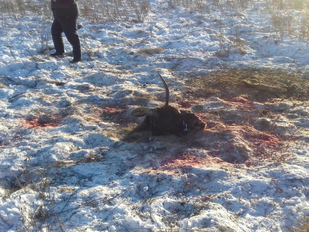 В Житомирской области задержали браконьеров, убивших краснокнижных лосей (ФОТО)