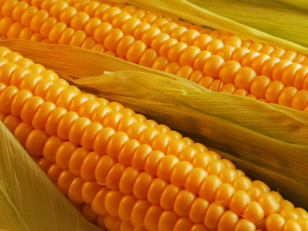 Китай начал покупать кукурузу в Украине вместо США &#8212; СМИ