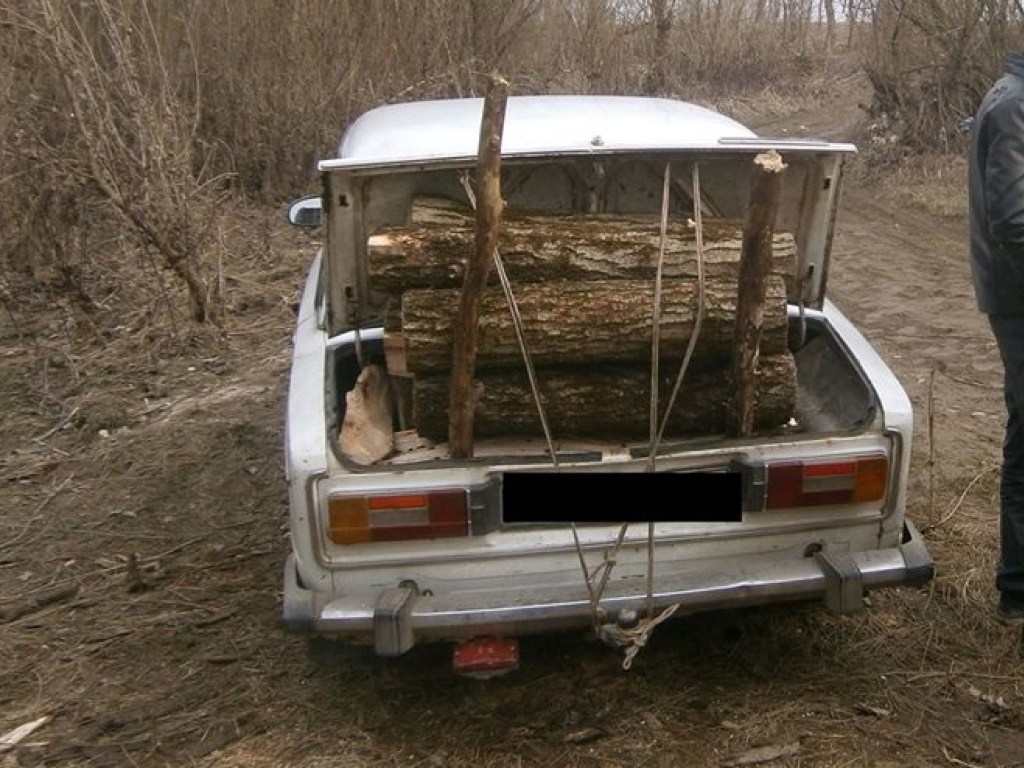 На Закарпатье поймали цыган, воровавших дрова в заповеднике (ФОТО)