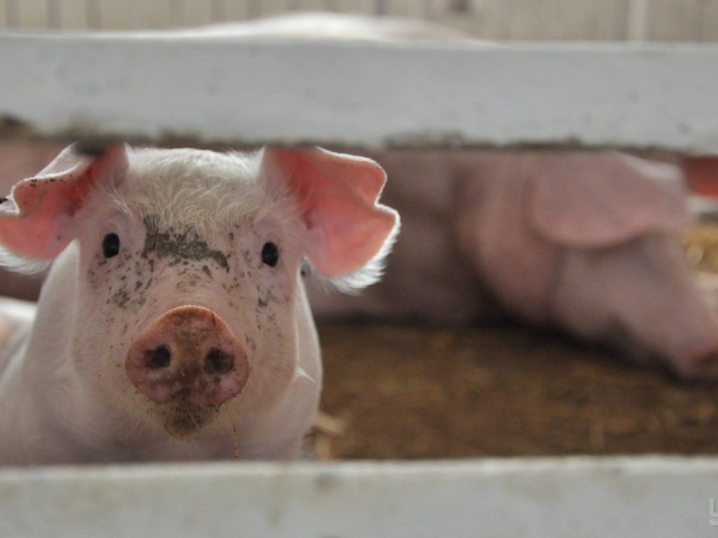 Вспышки чумы свиней зафиксированы еще в двух областях Украины