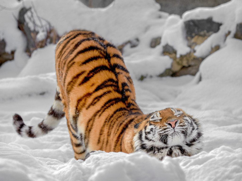 Тигрица из датского зоопарка неудачно прогулялась по тонкому льду (ВИДЕО)