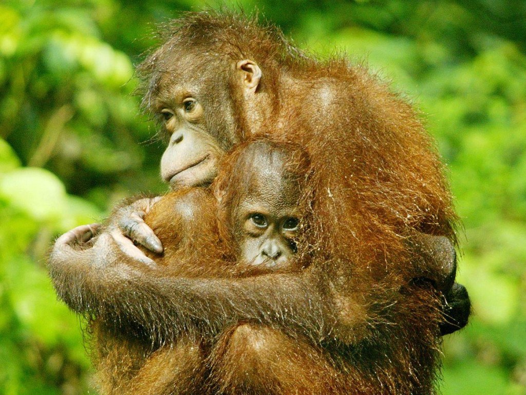 На Борнео массово гибнут редкие животные
