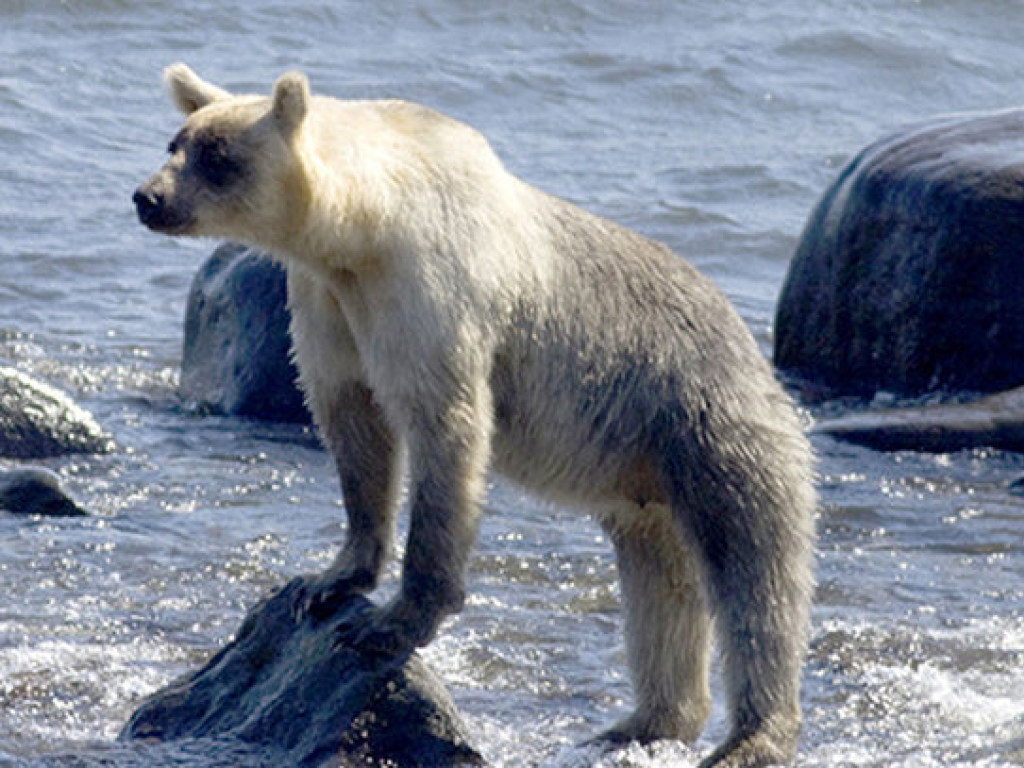 На Курильских островах обнаружили &#171;поседевших&#187; медведей (ФОТО)