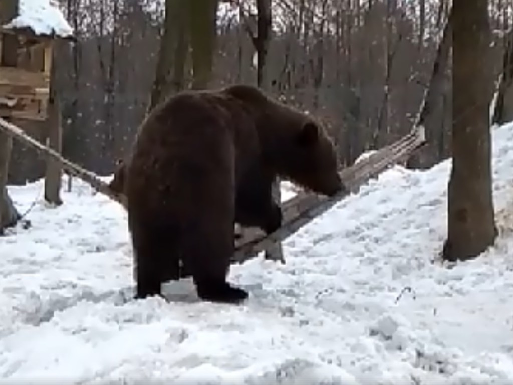 Медведи отказались от зимней спячки и полезли кататься в гамаке  (ВИДЕО)