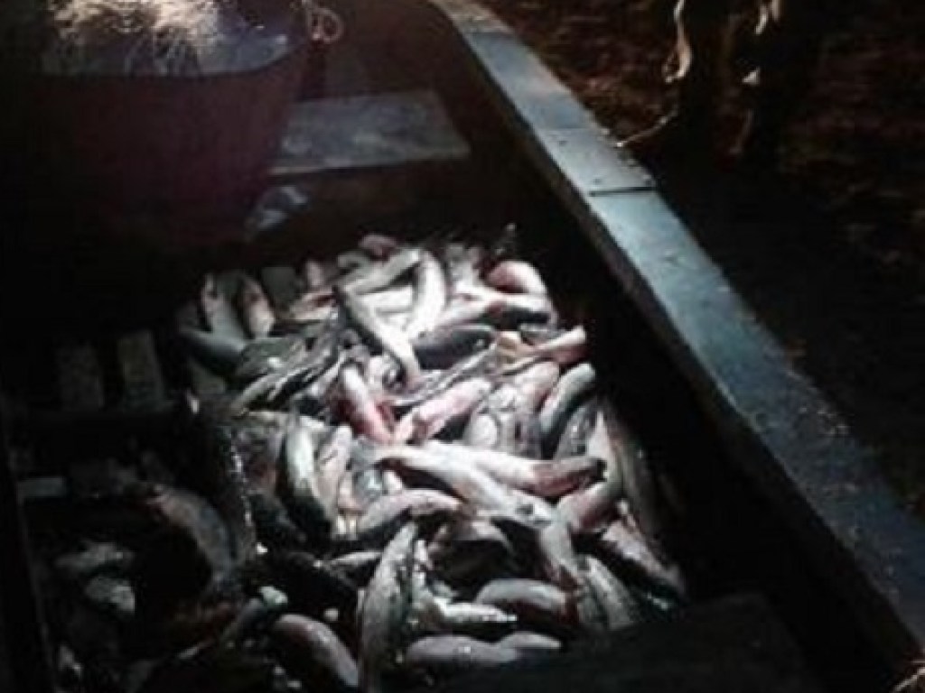   В Приазовье поймали браконьеров с уловом на полмиллиона гривен (ФОТО) 
