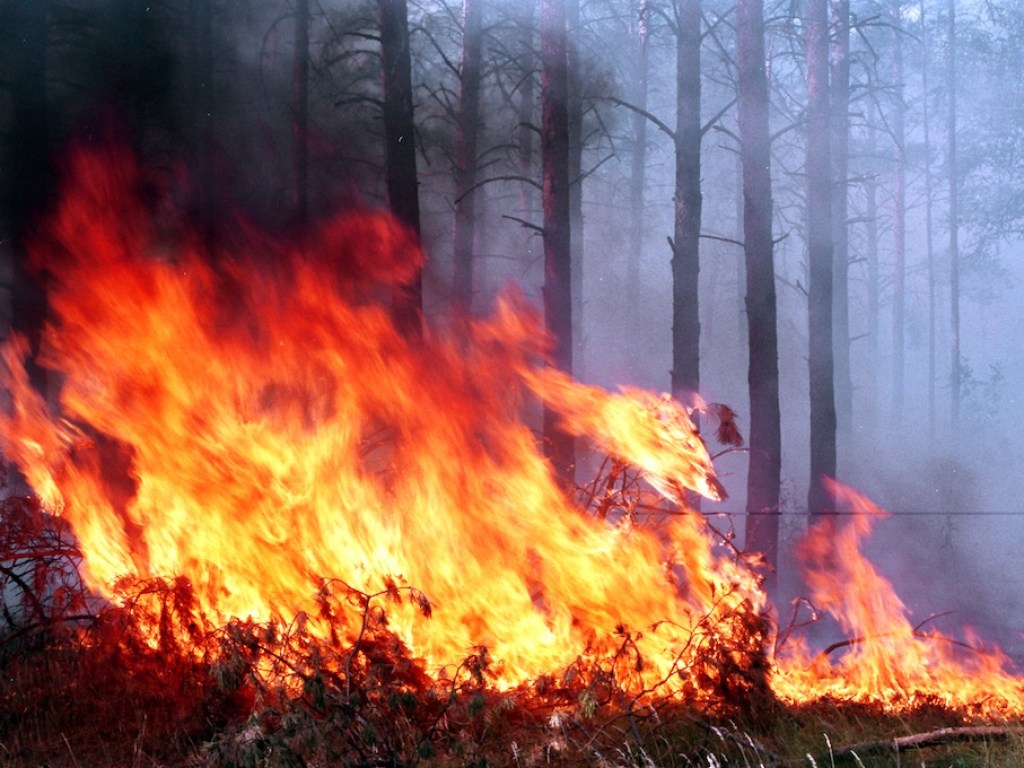 В Китае пожар охватил 10 гектаров леса