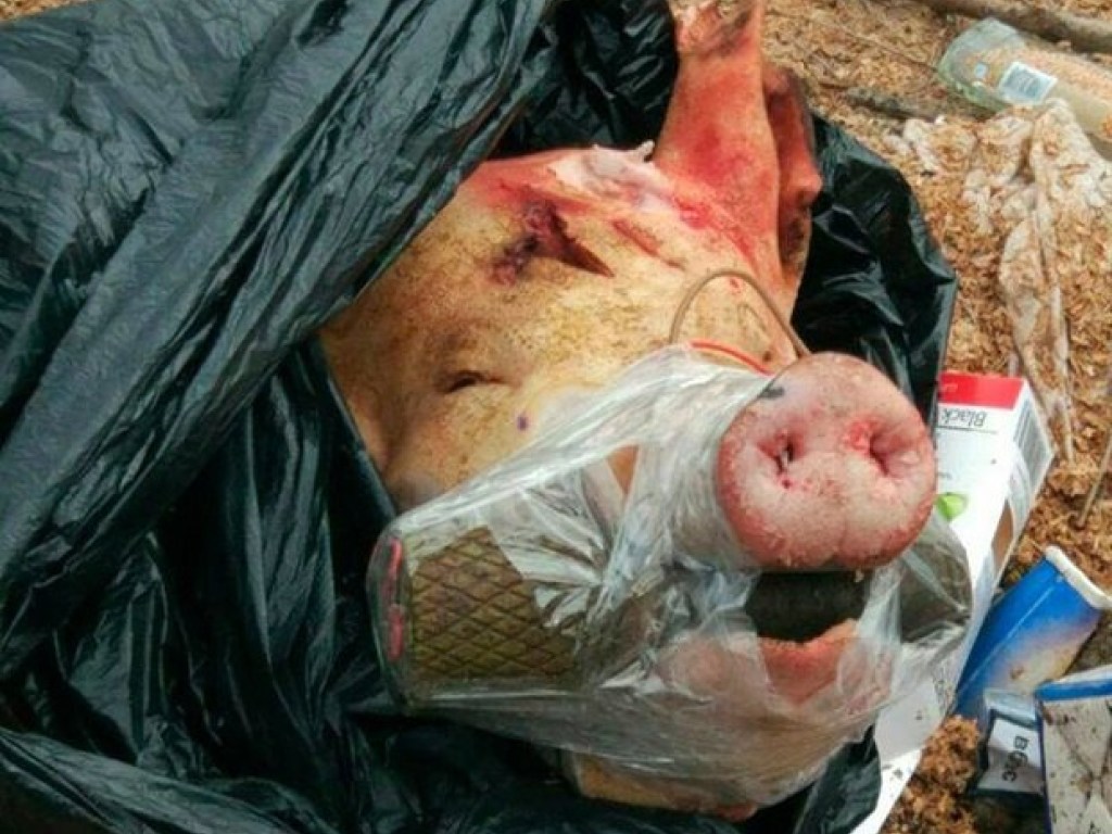 На остановке в Запорожье оставили свиную голову с муляжом гранаты (ФОТО)