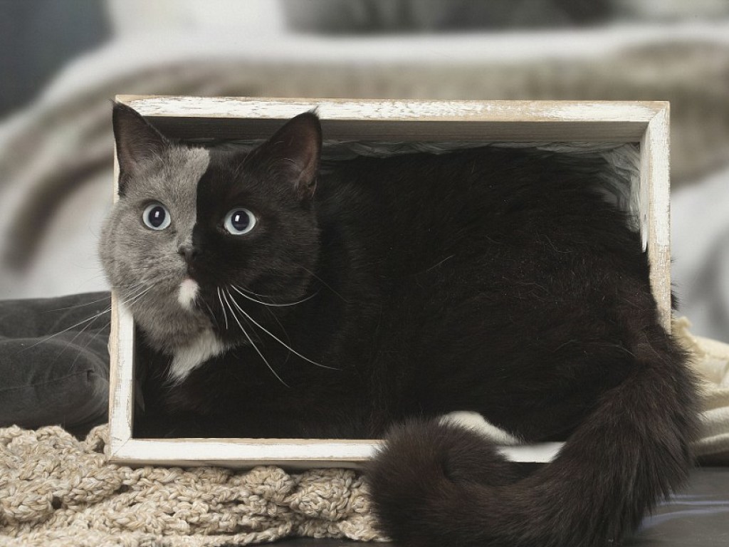 Мяукающая химера: в Сети показали уникального «двуликого» кота (ФОТО)