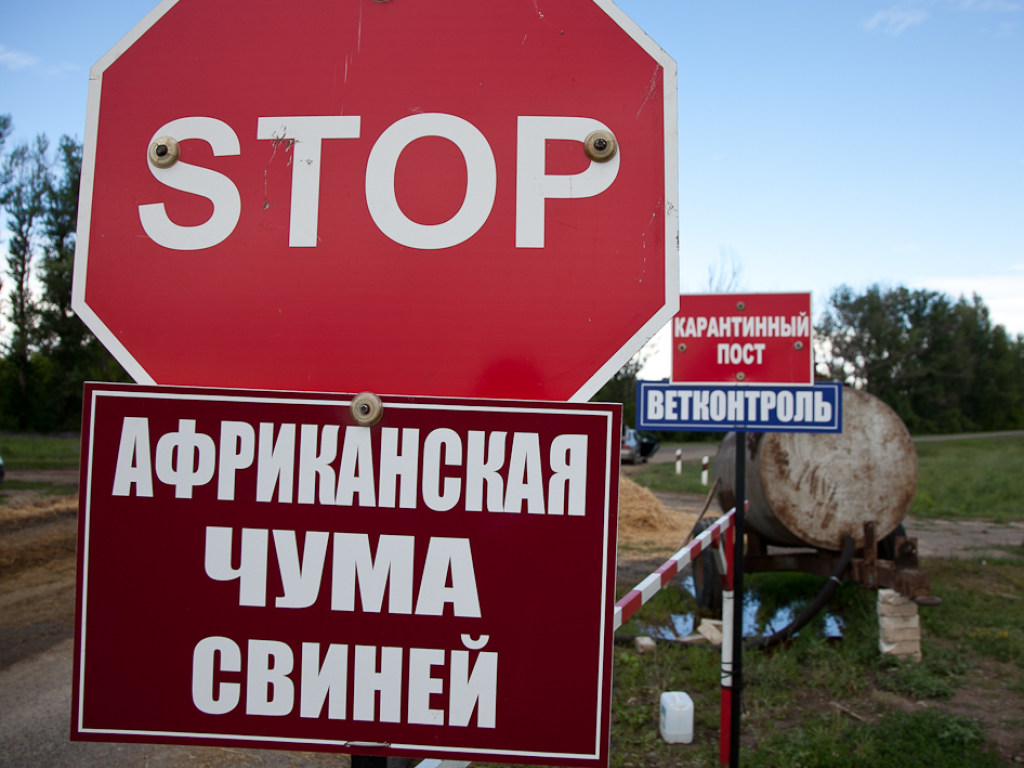 Выявили еще одни случай чумы свиней в Украине