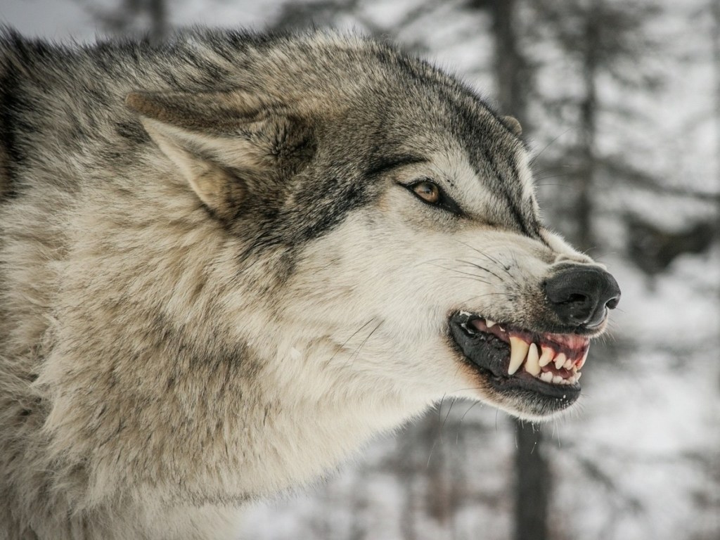В центре Днепра видели волка, убегавшего от полиции