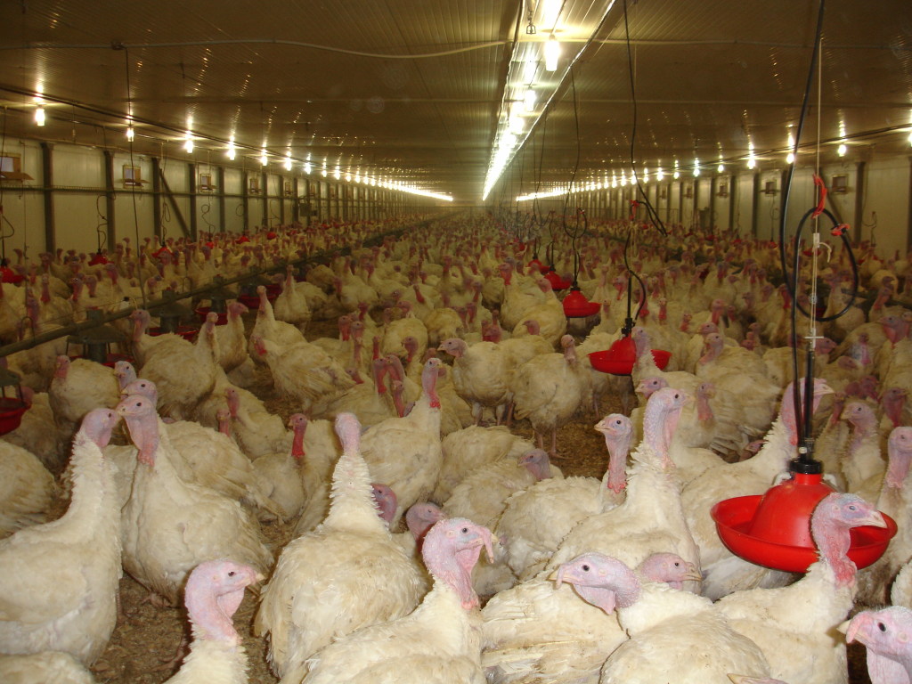 В Нидерландах из-за новой вспышки птичьего гриппа уничтожено уже 36 тысяч птиц