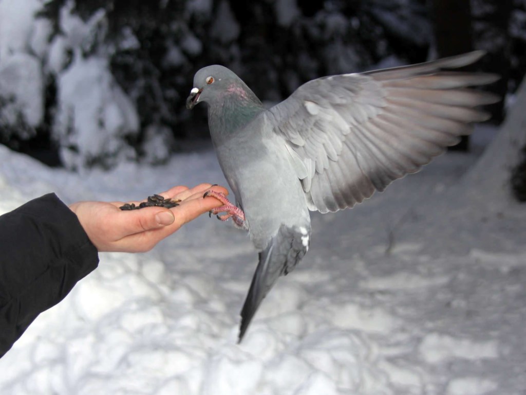 В Почаевской Лавре на Тернопольщине запретили кормить голубей «без благословения» (ФОТО)