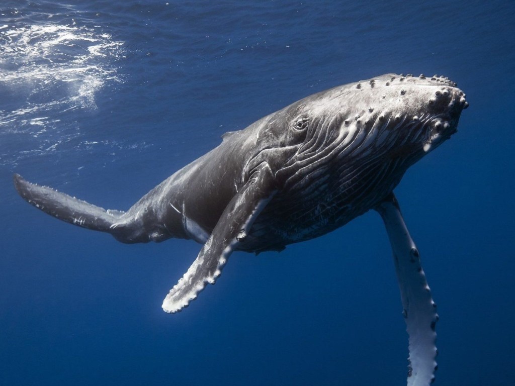 Огромный кит всплыл возле лодки туристов (ВИДЕО)