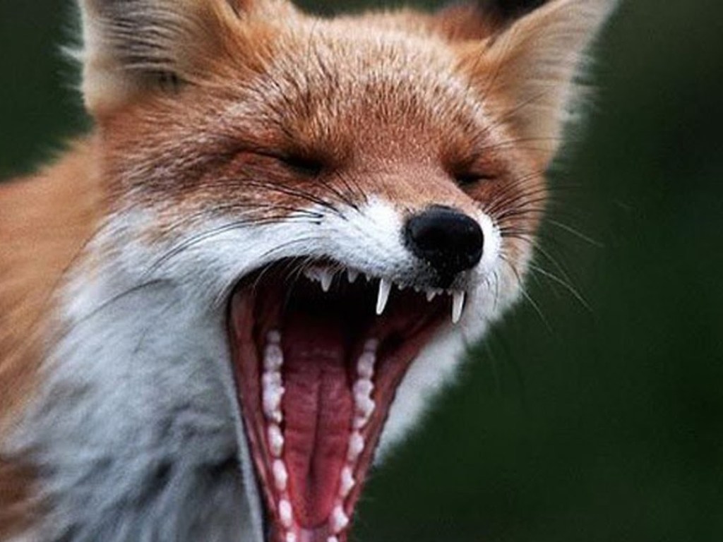В Житомирской области бешеные лисы нападают на людей: вакцины закончились