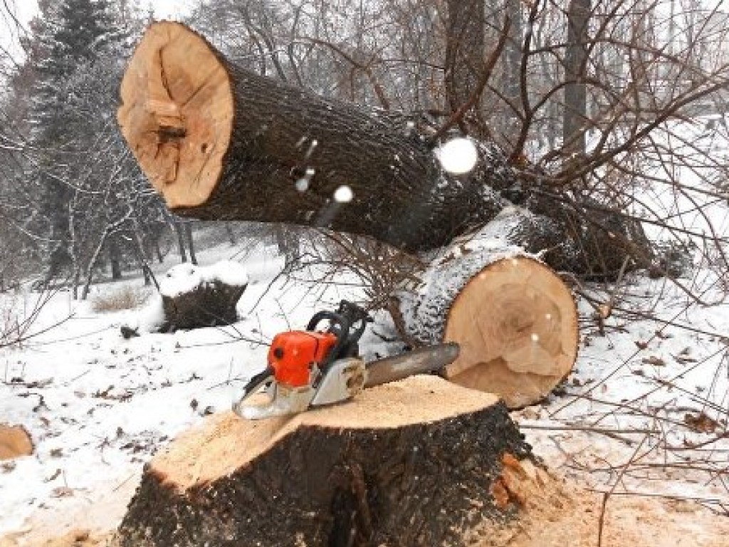 На Закарпатье дерево упало на лесорубов (ФОТО)