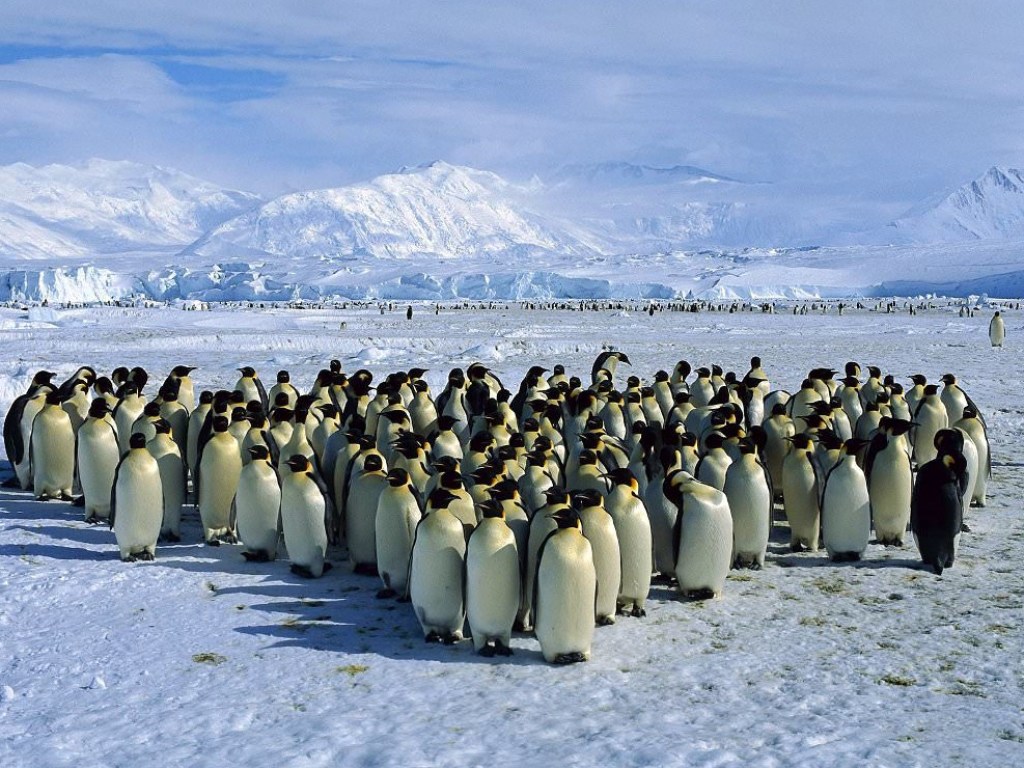 Ученые обнаружили самую большую колонию пингвинов