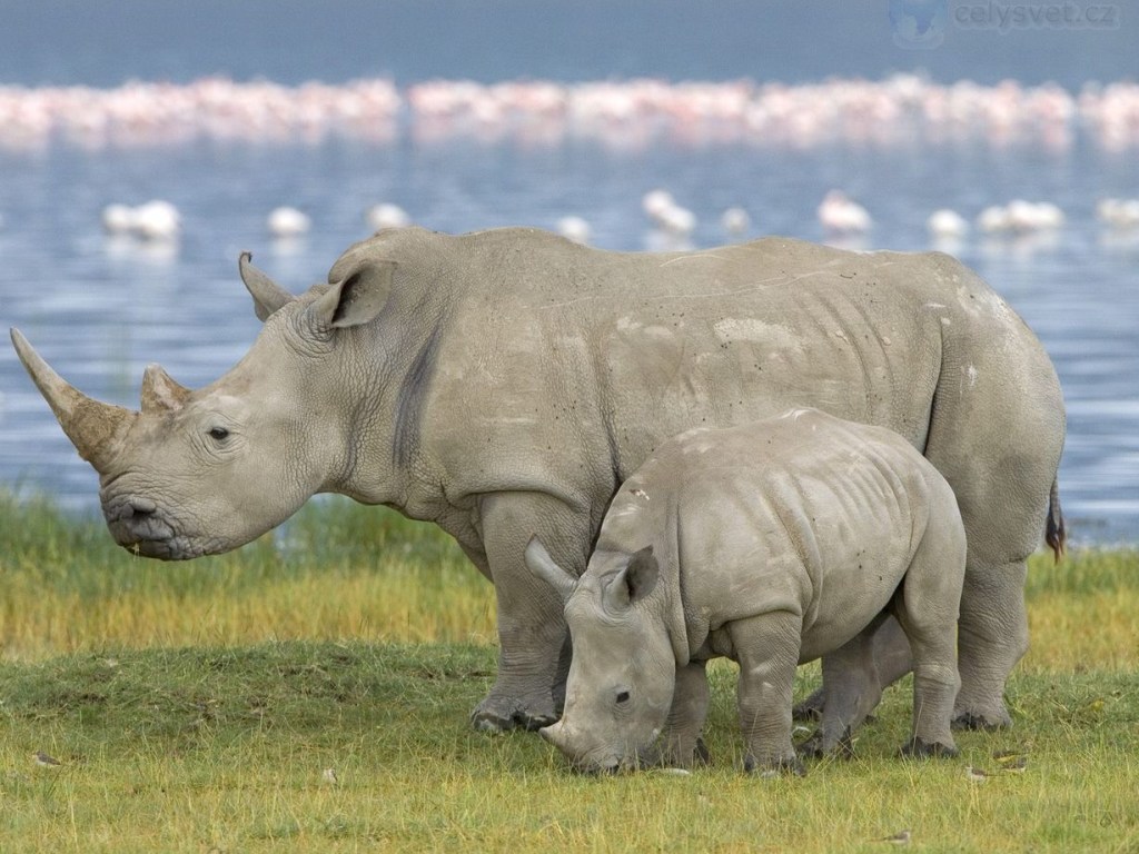 В мире осталось всего три белых носорога и один из них смертельно болен (ФОТО)