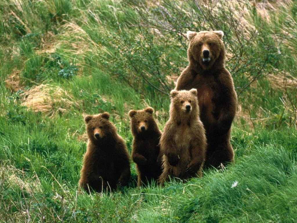 Маму-медведицу и троих медвежат напугали лесные звуки (ВИДЕО)