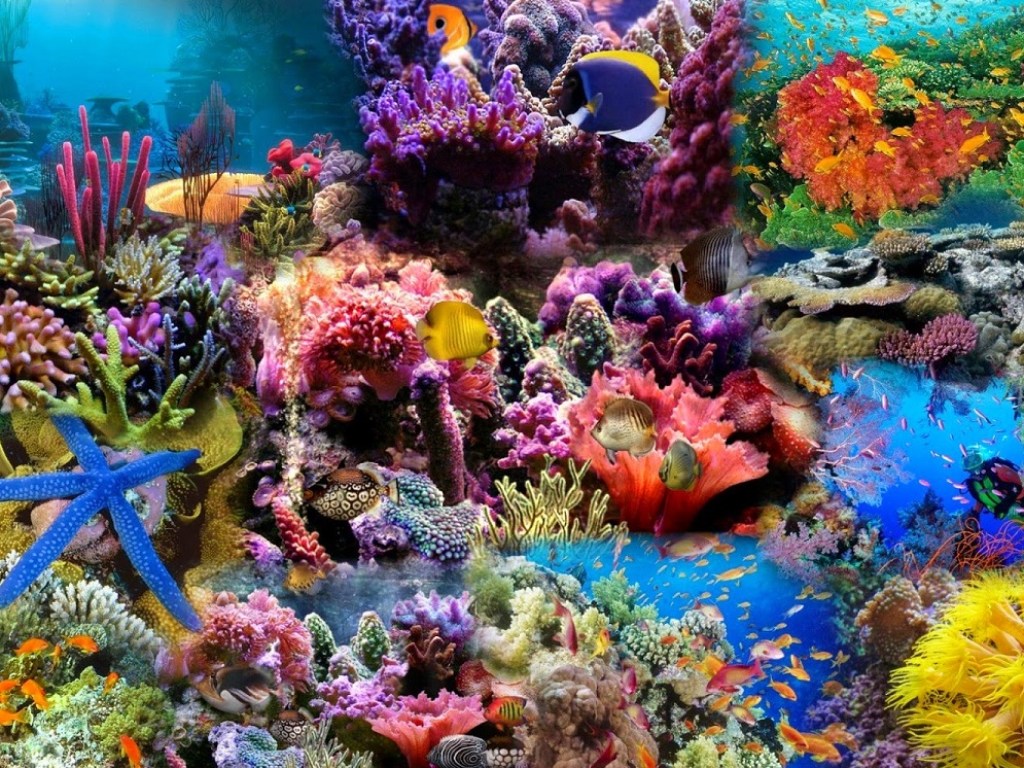 В ОАЭ создадут коралловые сады