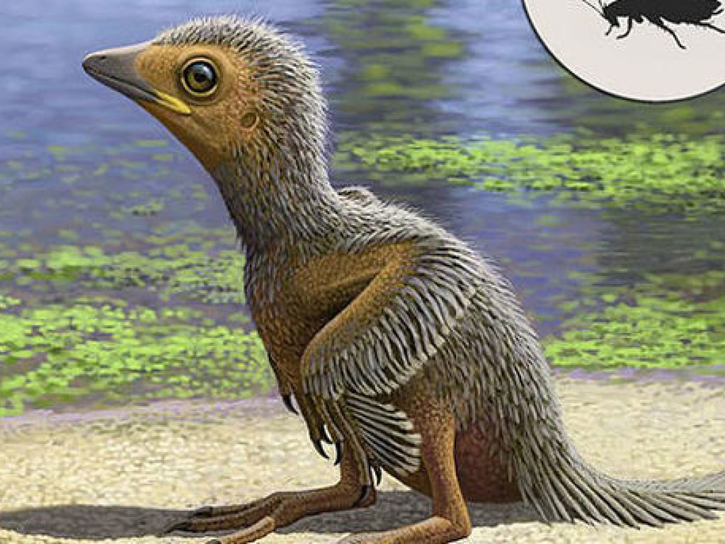 Найден детеныш одной из самых первых в мире птиц, появившихся 127 миллионов лет назад