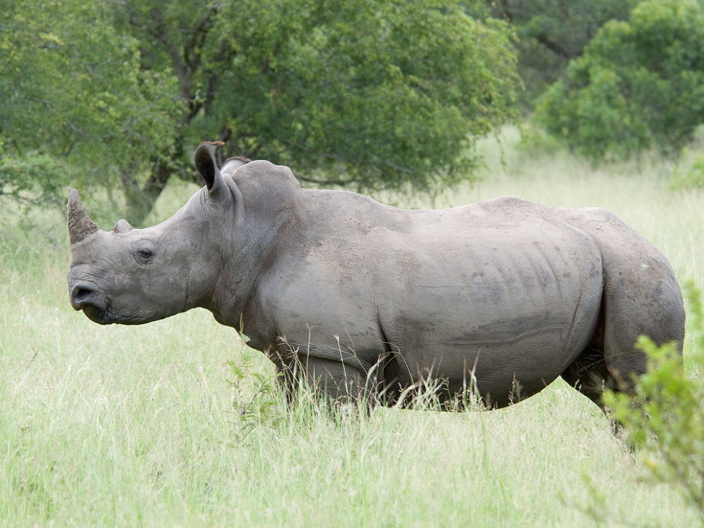  Ученые расшифровали «язык» белых носорогов в Африке